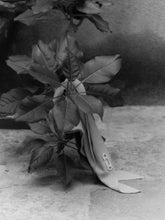 Load image into Gallery viewer, Black and white photo of a plant with a shoe on a textured surface